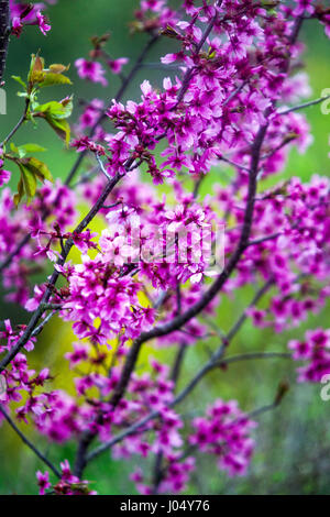 Blühender Kirschbaum Prunus Collingwood Ingram Stockfoto