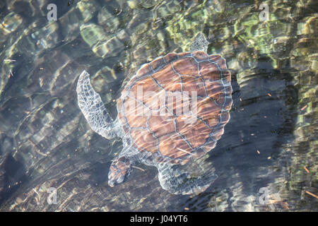 Erwachsenen Schildkröte in einem Teich. Cancun, Mexiko. Stockfoto