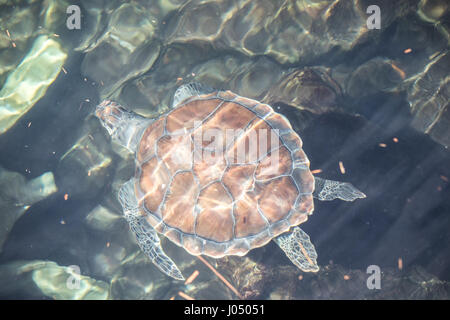 Erwachsenen Schildkröte in einem Teich. Cancun, Mexiko. Stockfoto