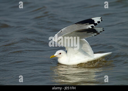 Gemeinsamen Gull Larus Canus ausziehen Winter Norfolk Stockfoto