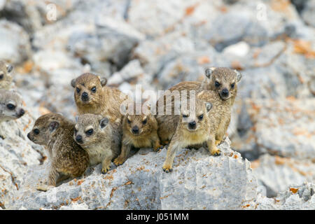 Eine Gruppe von jungen Rock Schliefer Procavia Capensis Namibia März Stockfoto