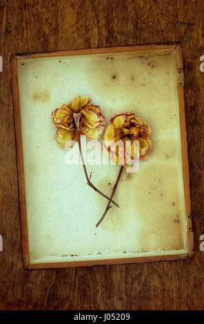 Zwei getrocknete gelbe und rosa Rosen auf ihre Stiele liegen in Vintage-box Stockfoto
