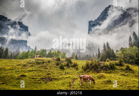 Schönen Blick auf grasende Kühe auf idyllischen Bergkulisse der Alpen mit hohen Berggipfeln in Nebel bedeckt, an einem schönen Tag im Sommer, Schweiz Stockfoto