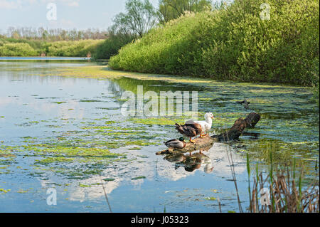 Drei Enten auf einem Baumstamm in den See. Stockfoto