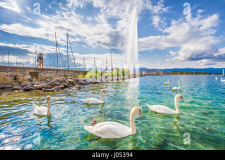 Schöner Panoramablick auf Schwäne auf dem Genfersee mit berühmten Jet d ' Eau Springbrunnen im Hintergrund an einem sonnigen Tag im Sommer, Genf, Schweiz Stockfoto