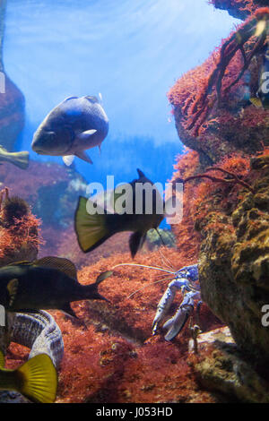 Unterwasser-Szene, zeigt verschiedene Cfishes schwimmen Stockfoto