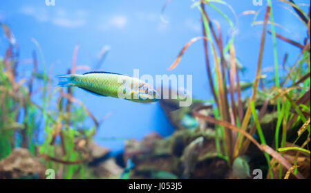 Reich verzierte Lippfisch Thalassoma Pavo. Kleiner gelber Fisch Stockfoto