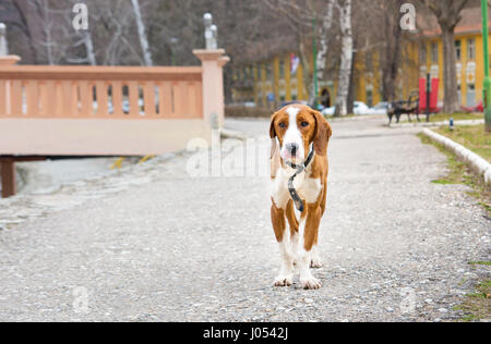 Traurig Beagle Hund allein im park Stockfoto