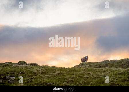 Coniston, Lake District, Cumbria. 10. April 2017. Ein einsamer Schaf auf einen trüben und kalten Start in den Tag, die Temperatur ist seit gestern als ändert sich das Wetter kälter landesweit deutlich gesunken. Kredit Dan Tucker/Alamy Live-Nachrichten Stockfoto