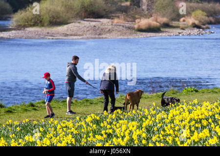 April Sonnenschein und Frühlings-Narzissen im Riverside Park Aberdeen, da Einheimische das gute Wetter am Fluss nutzen. Der Stadtrat von Aberdeen hat die Schaffung der 0,7 Meilen langen Strecke der mit Narzissen gesäumten Radwanderroute entlang des Nordufers des Flusses Dee, zwischen der King George VI Brücke und der Bridge of Dee, überwacht. Stockfoto