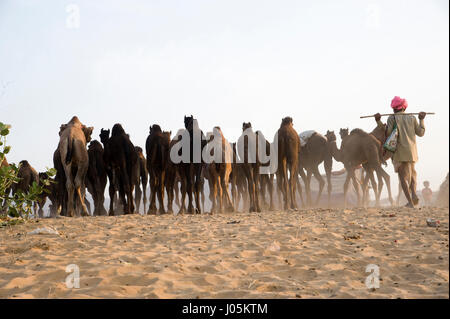 Herder mit Kamelen, Pushkar fair, Rajasthan, Indien, Asien Stockfoto