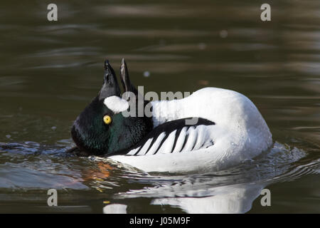 Männliche Goldeneye (Bucephala Clangula) umwerben, Balz, anzeigen Stockfoto