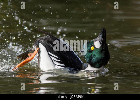 Männliche Goldeneye (Bucephala Clangula) Tauchen Balz, anzeigen Stockfoto