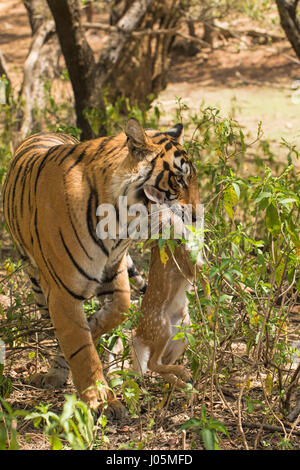 Nahaufnahme eines bengalischen Tigers, der ein totes Hirschbaby im Mund trägt, in Ranthambhore Tiger Reserve, Indien Stockfoto