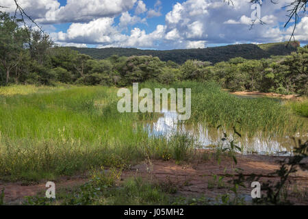 Landschaftsfoto über einen Teich im Marakele Nationalpark Stockfoto