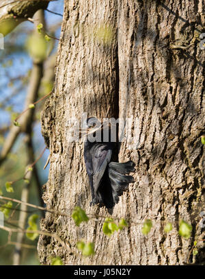 Dohle am Nesteingang auf Baum mit Schnabel Zweige für den Nestbau. Ungespitzten Stockfoto