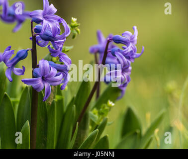 Ein blau, gemeinsame Hyazinthe (Hyacinthus orientalis) in Blume Stockfoto