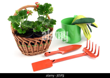 Geranie Blumentopf in einen Korb mit Gartengeräte wie Schaufel, Handschuhe und Garten Gabel, kann Wasser. isolierte Hintergrund Stockfoto