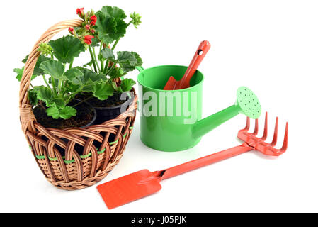 Geranie Blumentopf in einen Korb mit Gartengeräten wie Garten Gabel, Schaufel, Wasser kann. isolierte Hintergrund Stockfoto