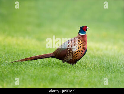 Eine bunte männlicher Fasan (Phasianus Colchicus), Warwicksire Stockfoto