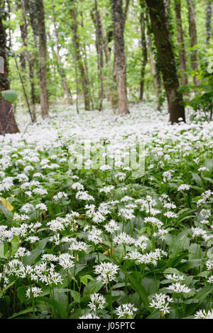 Bärlauch (Bärlauch) Wald in Blüte. essbare Pflanzen Stockfoto