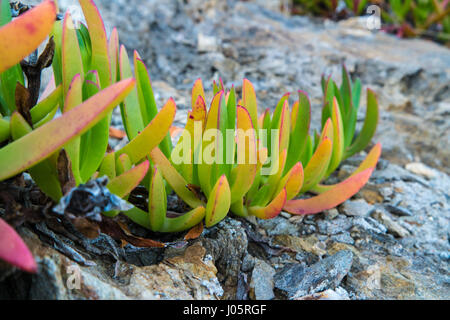 Nahaufnahme der Fig Meereis Pflanze Blättern wächst auf Felsen Stockfoto