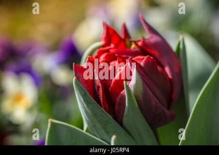 Schöne rote Tulpe mit unscharfen Stiefmütterchen im Hintergrund. Stockfoto