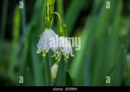 Nahaufnahme von zwei Frühling Schneeglöckchen Blüten in Regentropfen bedeckt. Stockfoto