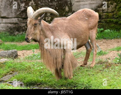 Männliche nordafrikanischen Mähnenspringer (Ammotragus Lervia) Stockfoto