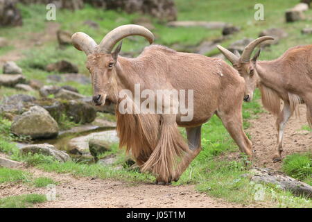 Männliche nordafrikanischen Mähnenspringer (Ammotragus Lervia), eine Frau nach seinem Vorbild Stockfoto