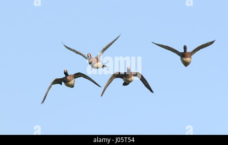 Gruppe der europäischen Wigeons (Mareca penelope) im Flug, drei Männer und ein Weibchen Stockfoto