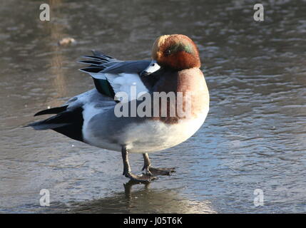 Plump männliche Europäische Pfeifente (Anas Penelope) posiert auf dem Eis im winter Stockfoto