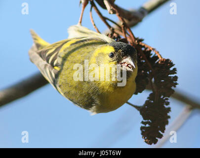 Nahrungssuche männlichen eurasischen Zeisig (Zuchtjahr Spinus). Stockfoto