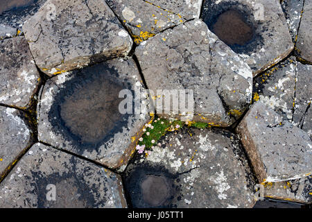 Sechseckigen Basaltsäulen am Giant's Causeway, Causeway-Küste, County Antrim; Nordirland; UK Stockfoto