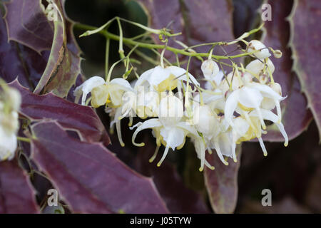 Weißer Frühlingsblumen von Barrenwort, Epimedium Wushanense "Sandy Claws" Kontrast mit der braungebrannte junge Laub Stockfoto