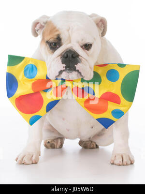 Bulldogge, gekleidet wie ein Clown auf weißem Hintergrund Stockfoto