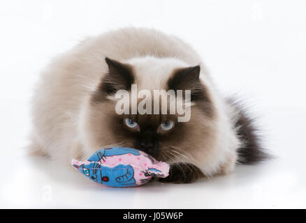 Ragdoll Kätzchen mit Katzenminze Spielzeug spielen Stockfoto