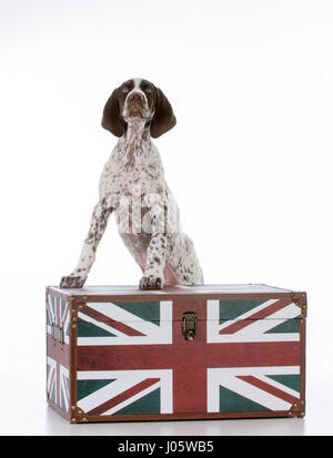 Deutsch Kurzhaar Pointer Welpe stehend auf einem Baumstamm mit britischer Flagge Stockfoto