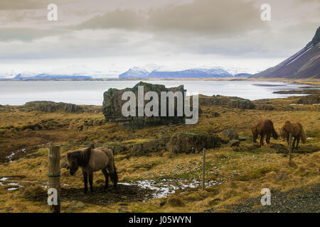 Islandpferde, Vestrahorn, Island Stockfoto