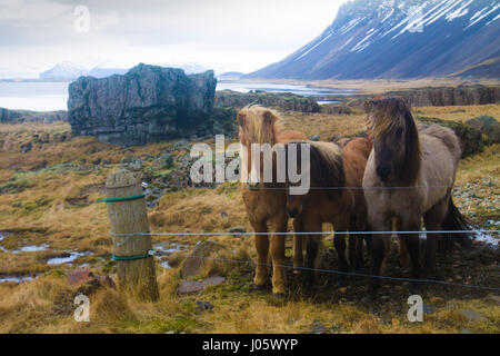 Islandpferde, Vestrahorn, Island Stockfoto