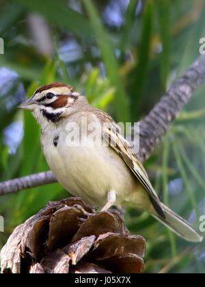 Singammer thront auf Zweig Stockfoto