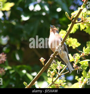 British Birds Stockfoto