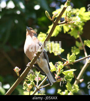 British Birds Stockfoto