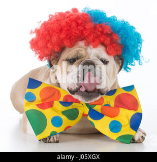 Bulldogge, gekleidet wie ein Clown auf weißem Hintergrund Stockfoto