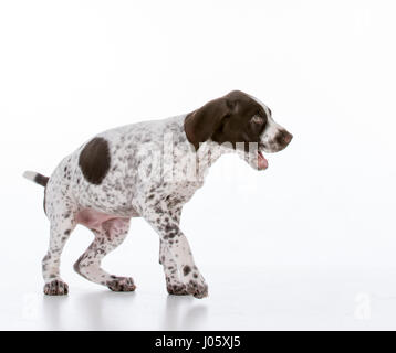 Deutsch Kurzhaar-Pointer Welpen auf weißem Hintergrund Stockfoto