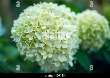 weiße Hortensie Blume - Hintergrund Stockfoto