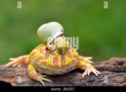 TANGERANG, Indonesien: Witzige Bilder zeigen einen bunten Pacman Frosch eine Schnecke wie einen Helm tragen, während sie auf einem Baumstamm entspannt. Baureihe ungewöhnliche Schnappschüsse von dieser Show "Schnecke-erfüllt", die unbeirrt Amphibie strike eine Pose für die Kamera, sichtlich stolz zu zeigen, seine neu gestalteten Kopfschmuck. Es ist nicht nur der Frosch, der mit seinen neu gewonnenen Freund bequem ist, wie die Schnecke zu sehen ist, selbst zu Hause, schnüffeln und Schiebe seinen Weg nach unten zu den Frosch Nase inspizieren zu machen. Lustige Bilder wurden vom Filialleiter Thomas Chandra (42) in der Nähe von Tangerang, Indonesien schnappte. Thomas Chandra / Medien Stockfoto