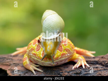 TANGERANG, Indonesien: Witzige Bilder zeigen einen bunten Pacman Frosch eine Schnecke wie einen Helm tragen, während sie auf einem Baumstamm entspannt. Baureihe ungewöhnliche Schnappschüsse von dieser Show "Schnecke-erfüllt", die unbeirrt Amphibie strike eine Pose für die Kamera, sichtlich stolz zu zeigen, seine neu gestalteten Kopfschmuck. Es ist nicht nur der Frosch, der mit seinen neu gewonnenen Freund bequem ist, wie die Schnecke zu sehen ist, selbst zu Hause, schnüffeln und Schiebe seinen Weg nach unten zu den Frosch Nase inspizieren zu machen. Lustige Bilder wurden vom Filialleiter Thomas Chandra (42) in der Nähe von Tangerang, Indonesien schnappte. Thomas Chandra / Medien Stockfoto