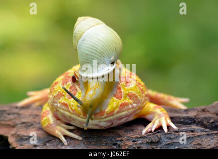 TANGERANG, Indonesien: Witzige Bilder zeigen einen bunten Pacman Frosch eine Schnecke wie einen Helm tragen, während sie auf einem Baumstamm entspannt. Baureihe ungewöhnliche Schnappschüsse von dieser Show "Schnecke-erfüllt", die unbeirrt Amphibie strike eine Pose für die Kamera, sichtlich stolz zu zeigen, seine neu gestalteten Kopfschmuck. Es ist nicht nur der Frosch, der mit seinen neu gewonnenen Freund bequem ist, wie die Schnecke zu sehen ist, selbst zu Hause, schnüffeln und Schiebe seinen Weg nach unten zu den Frosch Nase inspizieren zu machen. Lustige Bilder wurden vom Filialleiter Thomas Chandra (42) in der Nähe von Tangerang, Indonesien schnappte. Thomas Chandra / Medien Stockfoto