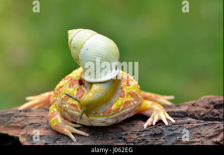 TANGERANG, Indonesien: Witzige Bilder zeigen einen bunten Pacman Frosch eine Schnecke wie einen Helm tragen, während sie auf einem Baumstamm entspannt. Baureihe ungewöhnliche Schnappschüsse von dieser Show "Schnecke-erfüllt", die unbeirrt Amphibie strike eine Pose für die Kamera, sichtlich stolz zu zeigen, seine neu gestalteten Kopfschmuck. Es ist nicht nur der Frosch, der mit seinen neu gewonnenen Freund bequem ist, wie die Schnecke zu sehen ist, selbst zu Hause, schnüffeln und Schiebe seinen Weg nach unten zu den Frosch Nase inspizieren zu machen. Lustige Bilder wurden vom Filialleiter Thomas Chandra (42) in der Nähe von Tangerang, Indonesien schnappte. Thomas Chandra / Medien Stockfoto